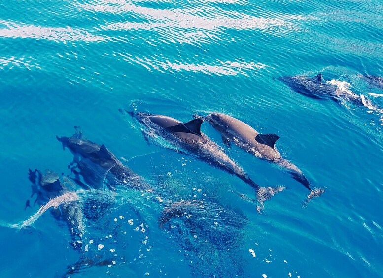 West O'ahu: Swim with Dolphins Catamaran Cruise