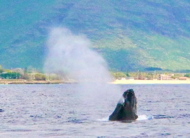 Picture 5 for Activity West O'ahu: Swim with Dolphins Catamaran Cruise