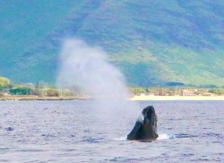 Picture 5 for Activity West O'ahu: Swim with Dolphins Catamaran Cruise