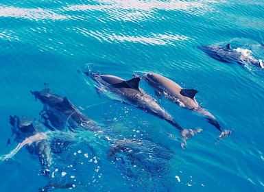 West O'ahu : Nagez avec les dauphins - Croisière en catamaran