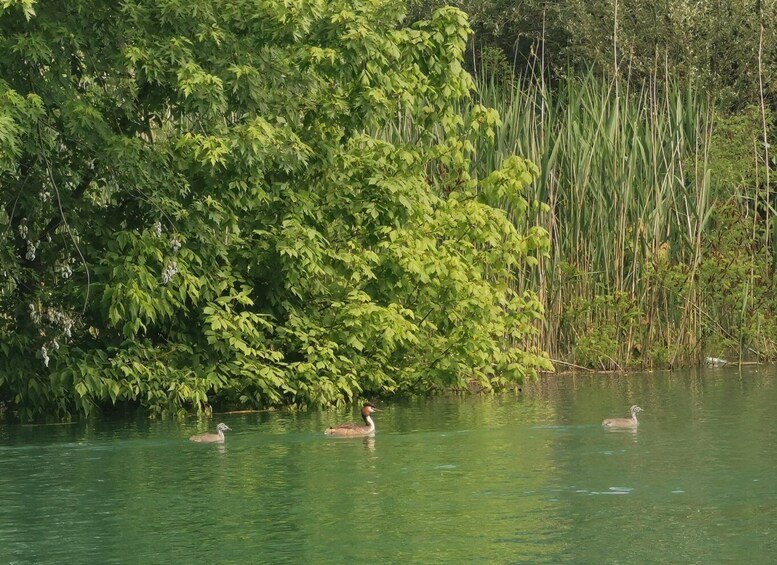 Picture 32 for Activity From Virpazar: Skadar Lake Scenic Cruise