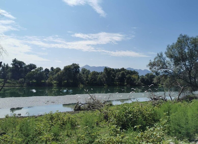 Picture 17 for Activity From Virpazar: Skadar Lake Scenic Cruise