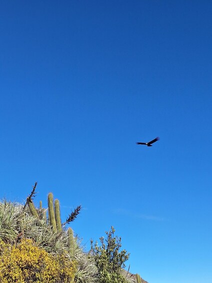 Picture 8 for Activity From Santiago: Andes Lookout, Half-Day Hike