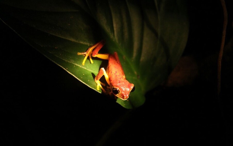 Picture 2 for Activity Santa Elena or Monteverde: Cloud Forest Night Walking Tour