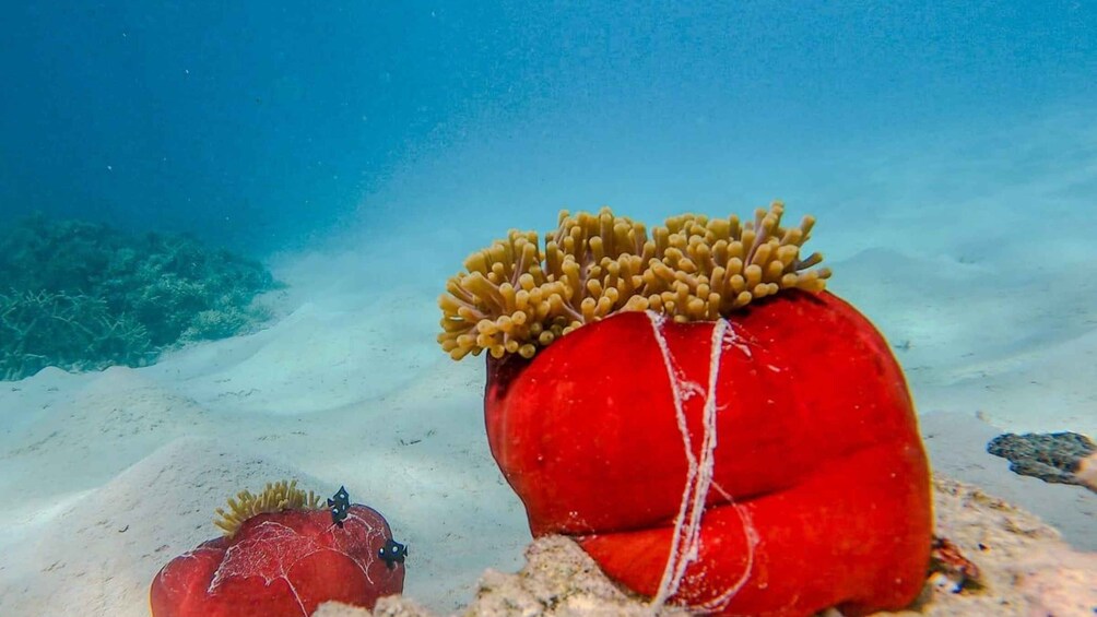 Picture 9 for Activity Blue Bay to Île aux Aigrettes: Exclusive Snorkeling Tour