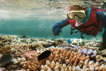 From Nungwi: Mnemba Boat Tour with Snorkelling