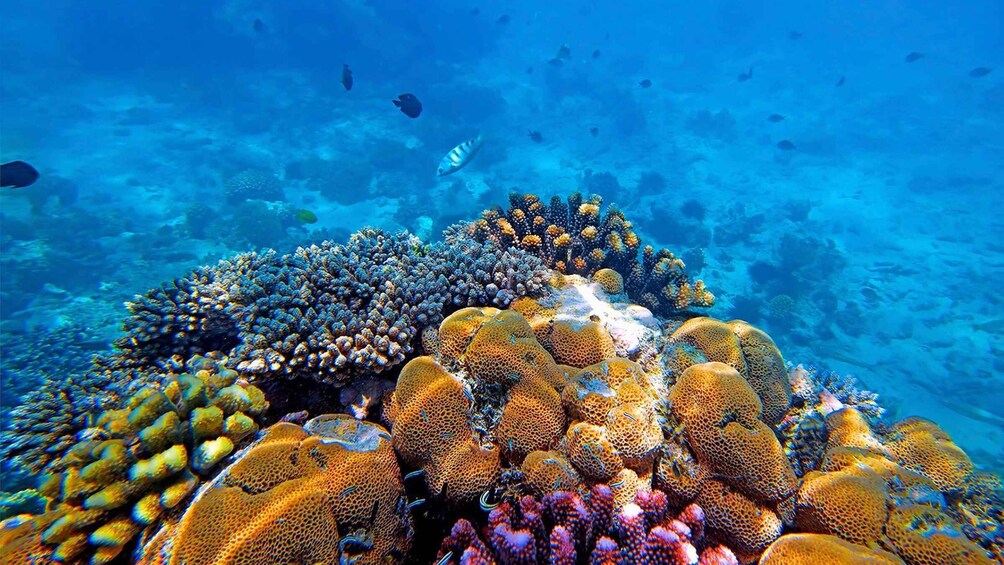 Picture 4 for Activity From Zanzibar: Mnemba Boat Tour with Snorkeling & Dolphine