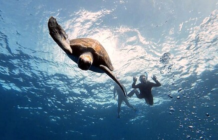 Las Galletas: Snorkelsafari med skildpadder og rokker på Tenerife