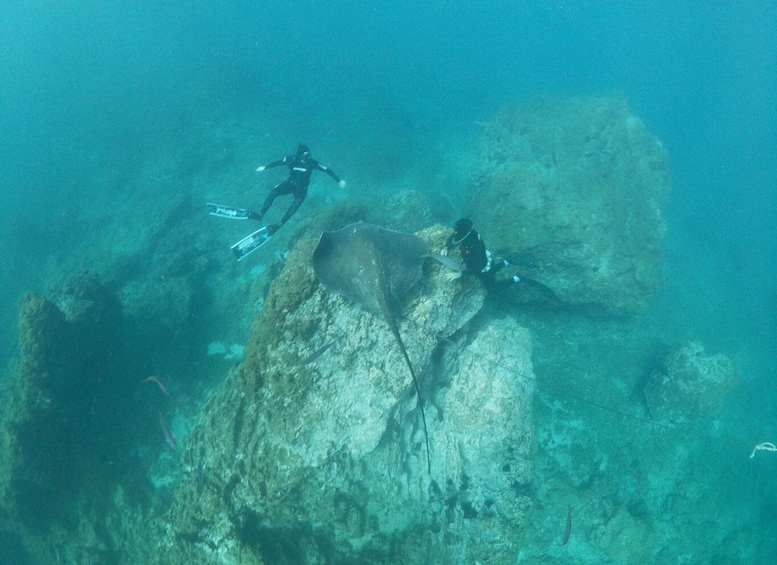 Picture 2 for Activity Las Galletas: Tenerife Turtles and Rays Snorkeling Cruise