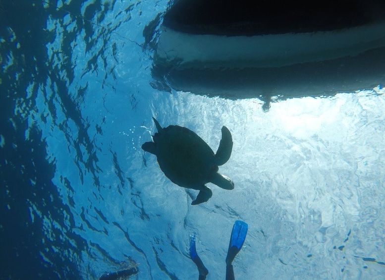 Picture 1 for Activity Las Galletas: Tenerife Turtles and Rays Snorkeling Cruise