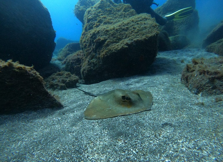 Picture 7 for Activity Las Galletas: Tenerife Turtles and Rays Snorkeling Cruise