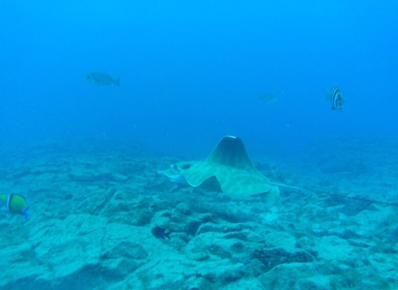 Picture 3 for Activity Las Galletas: Tenerife Turtles and Rays Snorkeling Cruise