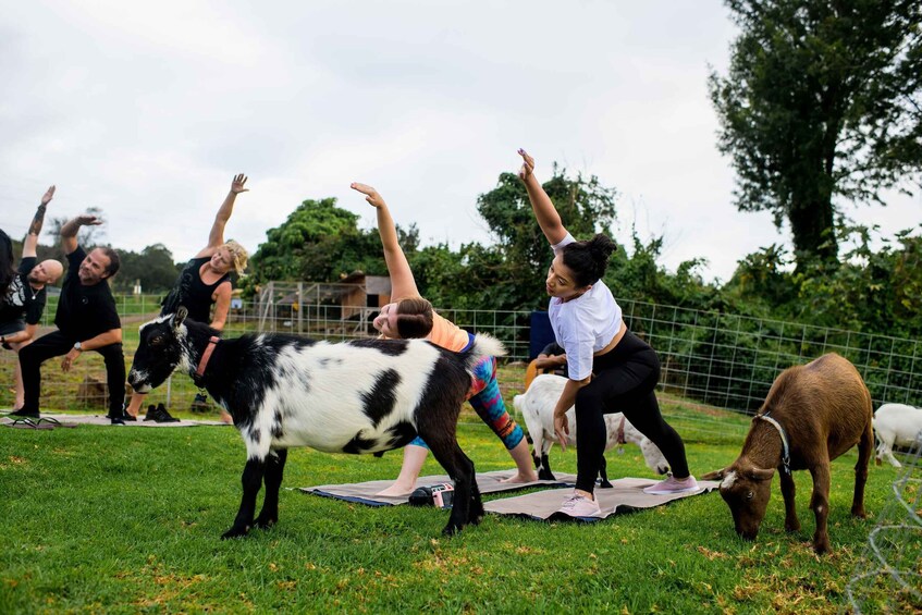 Picture 3 for Activity Sunset Maui Goat Yoga with Live Music