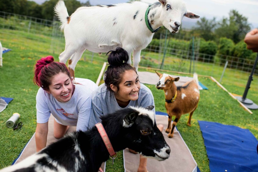 Picture 1 for Activity Sunset Maui Goat Yoga with Live Music