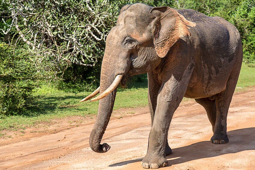 Picture 3 for Activity Ella: Safari Day Trip to Yala & Udawalawe w/ Picnic Lunch