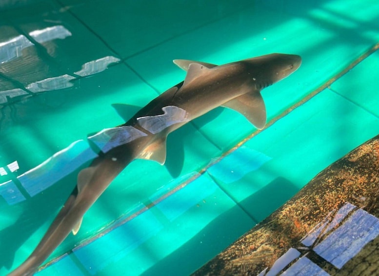 Bobs Farm: Feed Sharks and Rays on a Cage Dive with Lunch
