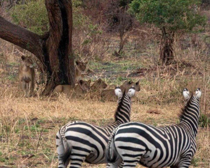 Picture 2 for Activity 3 Days Lake Natron Luxury Escape