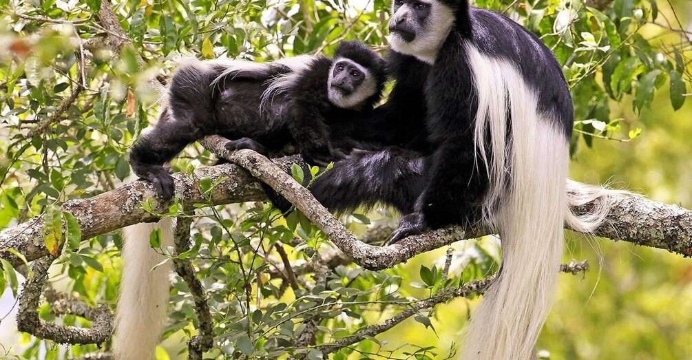 Picture 1 for Activity 6 Days Migration Crossing in Mara River Northern Serengeti