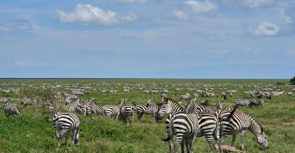 Picture 2 for Activity 6 Days Migration Crossing in Mara River Northern Serengeti