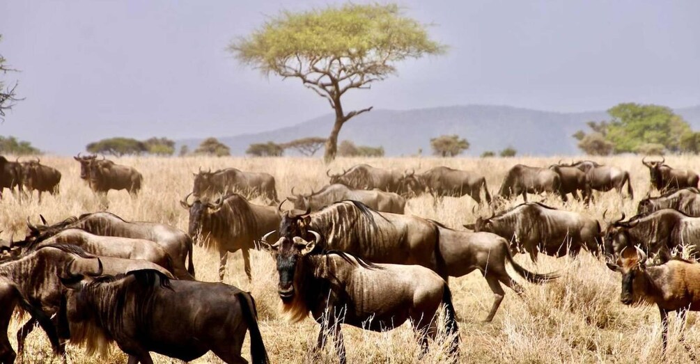 6 Days Migration Crossing in Mara River Northern Serengeti