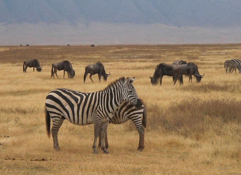 Picture 5 for Activity 4-Day Comfort Safari to Tarangire, Ngorongoro & Materuni