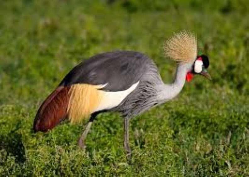 Picture 8 for Activity Day Tour To Amboseli National Park