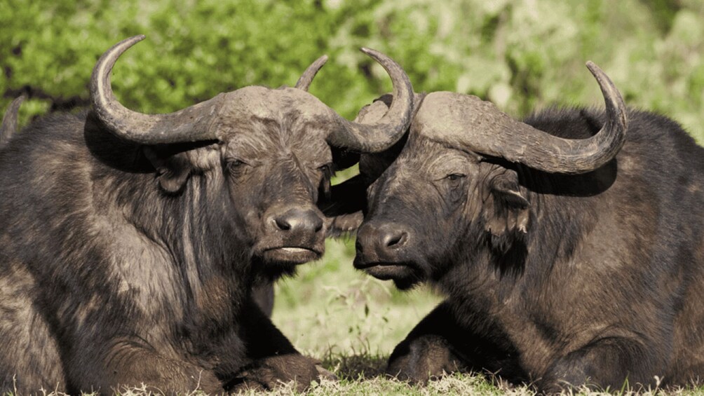 Picture 37 for Activity Day Tour To Amboseli National Park