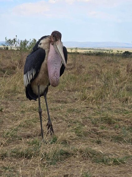 Picture 38 for Activity Day Tour To Amboseli National Park