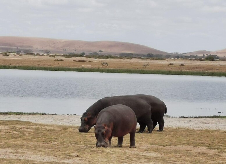 Picture 8 for Activity Day Tour To Amboseli National Park