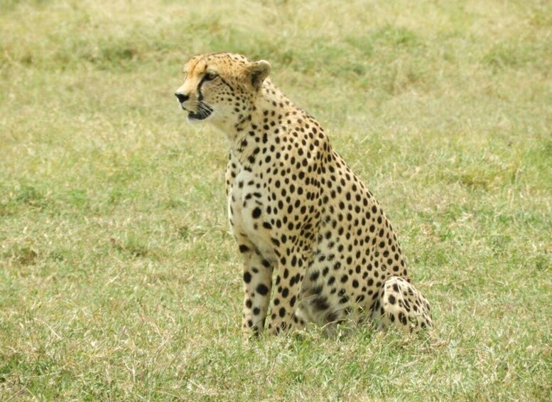 Picture 1 for Activity Day Tour To Amboseli National Park
