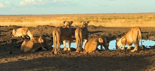 Dagstur til Amboseli Nationalpark