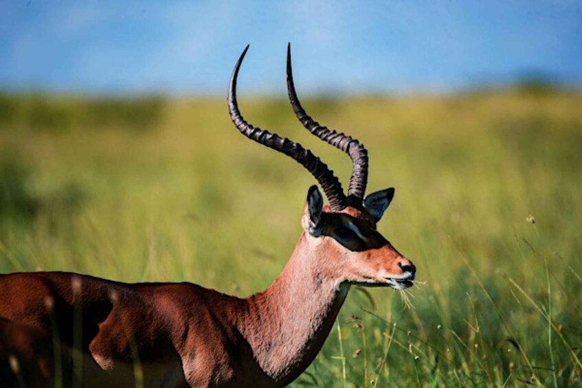 Picture 41 for Activity Day Tour To Amboseli National Park