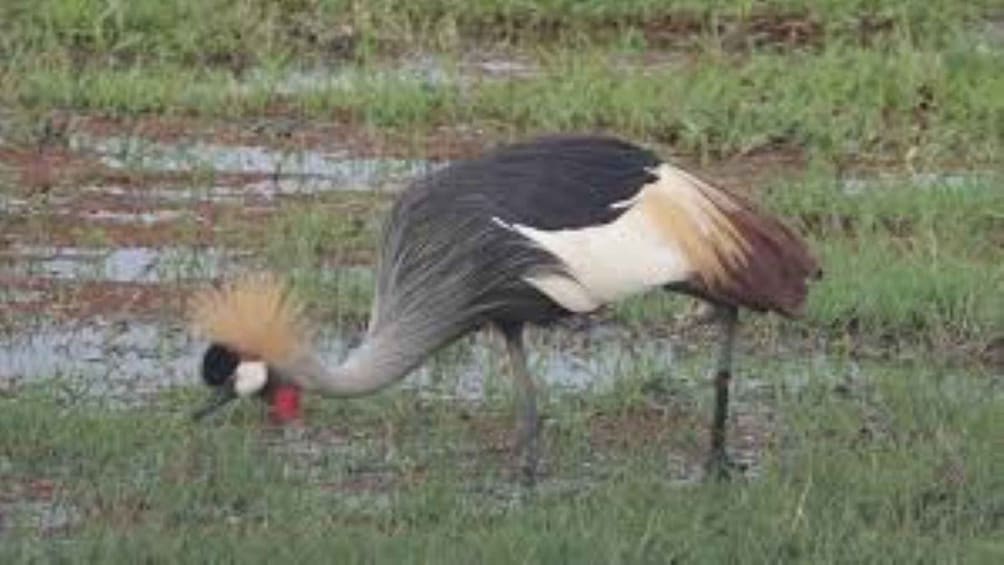 Picture 40 for Activity Day Tour To Amboseli National Park