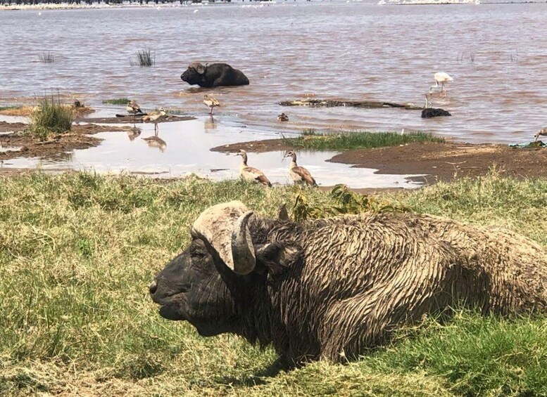 Picture 59 for Activity Day Tour To Amboseli National Park