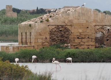 Noto: Guidet trekking og fugletitting i Vendicari-reservatet