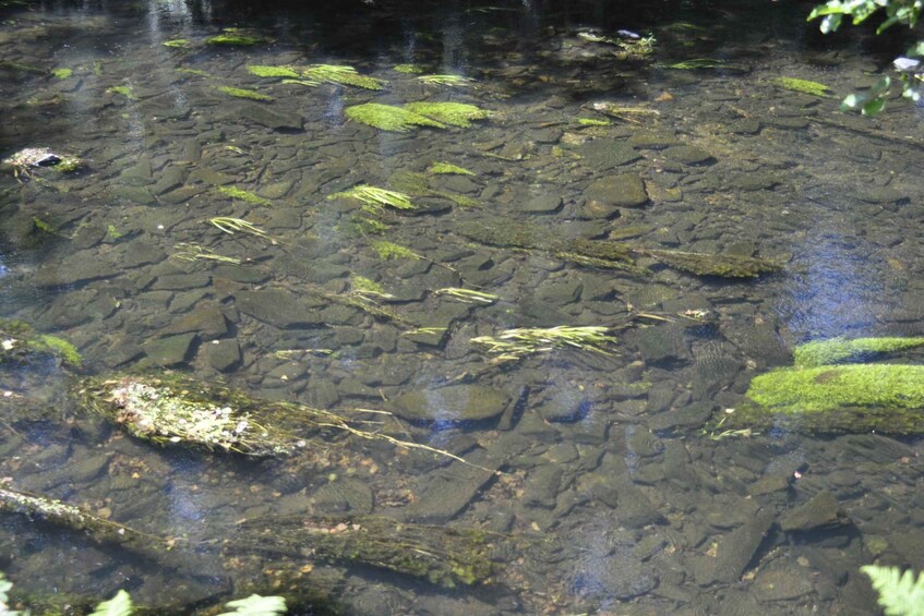 Picture 5 for Activity Sabugal Walking Tour: Stories and Charms of the Côa River