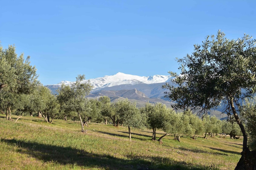 Picture 5 for Activity Granada: Alhambra Natural Park Hiking Tour