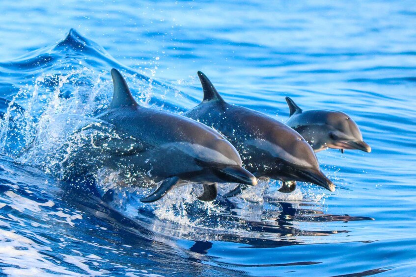 Costa Rica: Guided Dolphin Watching & Snorkelling Charter
