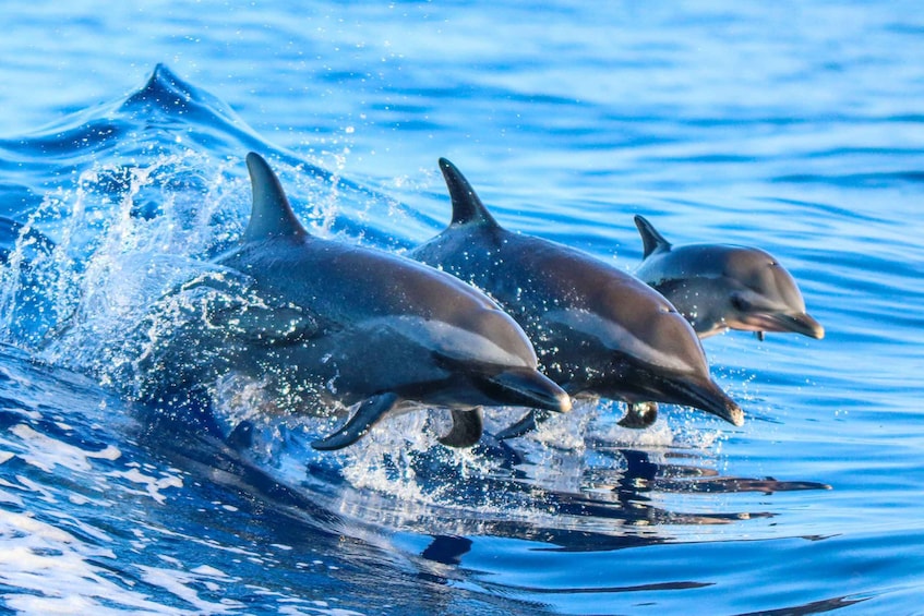 Costa Rica: Guided Dolphin Watching & Snorkelling Charter