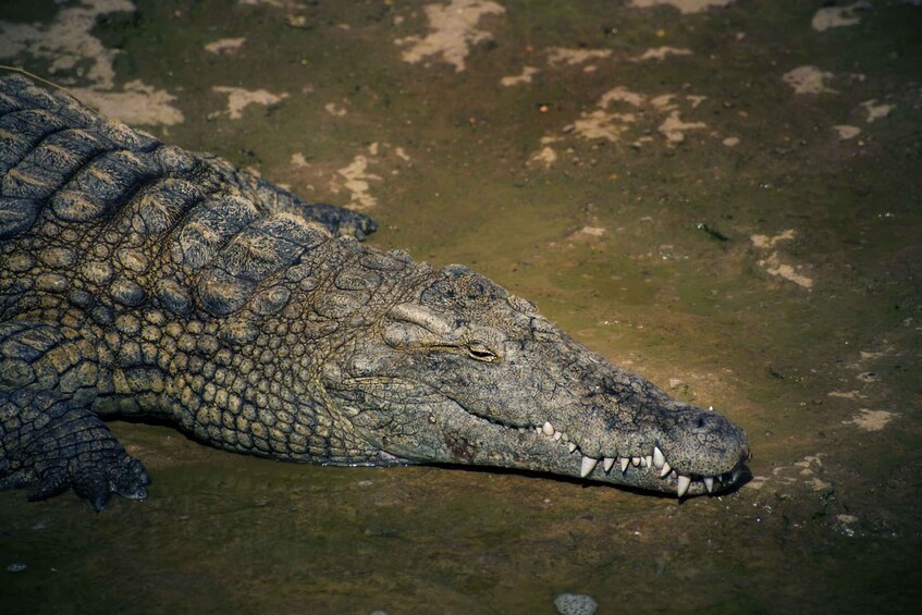 Picture 6 for Activity Agadir or Taghazout: Crocodile Park Adventure & Entry Ticket