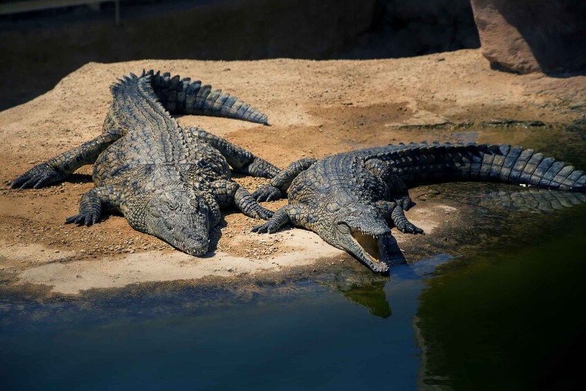 Picture 2 for Activity Agadir or Taghazout: Crocodile Park Adventure & Entry Ticket