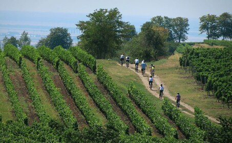 One Day Wine Route by Bike