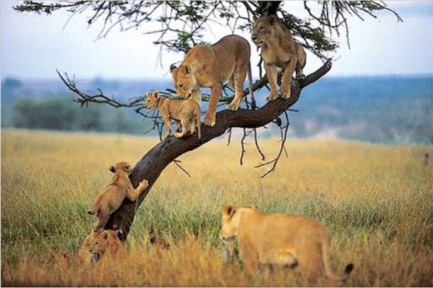 Picture 6 for Activity Tarangire National Park Day Tour