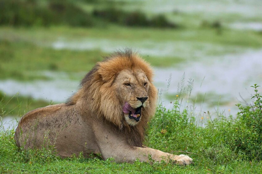 Picture 4 for Activity Tarangire National Park Day Tour