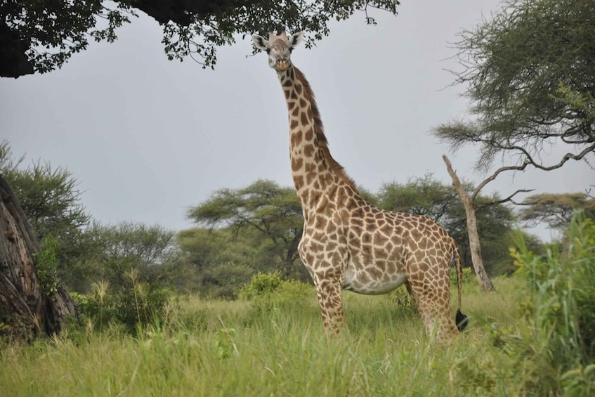 Picture 1 for Activity Tarangire National Park Day Tour