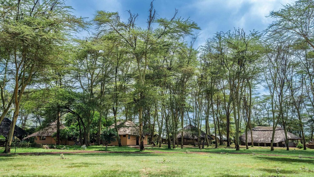 Picture 44 for Activity From Arusha: Discover the real Africa from Lake Manyara