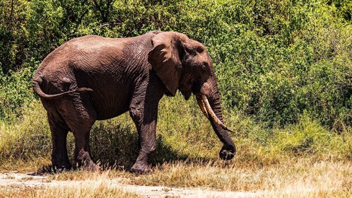 Arushasta:7päivää Tutustu todelliseen Afrikkaan Manyara-järveltä käsin