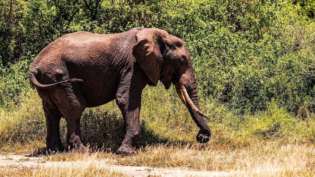 Picture 1 for Activity From Arusha: Discover the real Africa from Lake Manyara