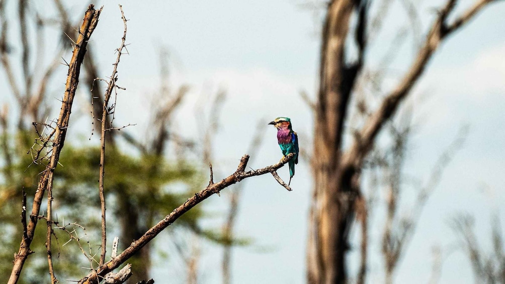 Picture 19 for Activity From Arusha: Discover the real Africa from Lake Manyara