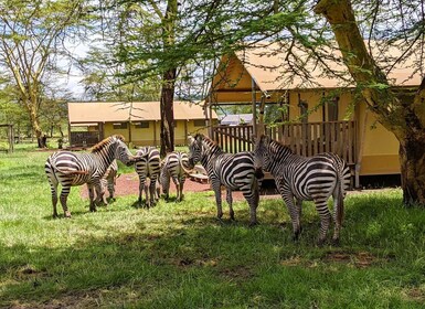 Von Arusha aus: Entdecke das wahre Afrika vom Manyarasee aus